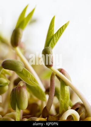 La germogliazione di Mung bean, vicino. Foto Stock