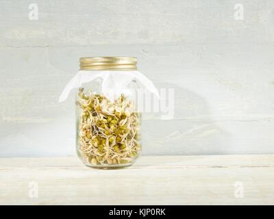 La germogliazione di Mung bean in un vaso. Foto Stock