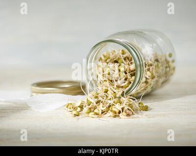 La germogliazione di Mung Bean fuoriuscita da un barattolo. Foto Stock