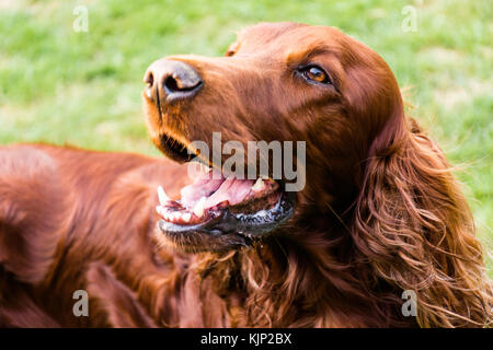 Un bel rosso irlandese setter Foto Stock