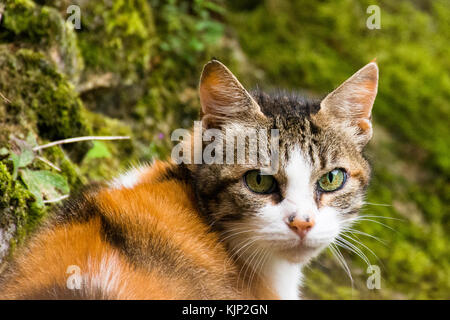 Un colpo di testa di una tartaruga cat Foto Stock