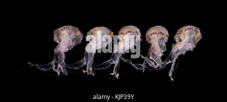 Medusa isolata su sfondo nero - illuminato meduse bianche su sfondo nero Foto Stock