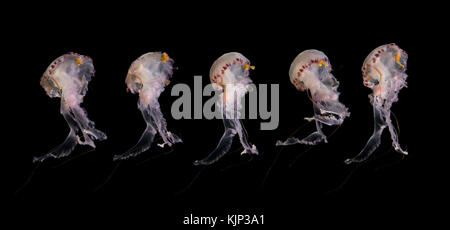 Medusa isolata su sfondo nero - illuminato meduse bianche su sfondo nero Foto Stock