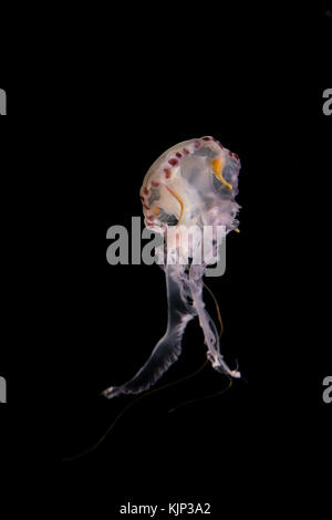 Medusa isolata su sfondo nero - illuminato meduse bianche su sfondo nero Foto Stock