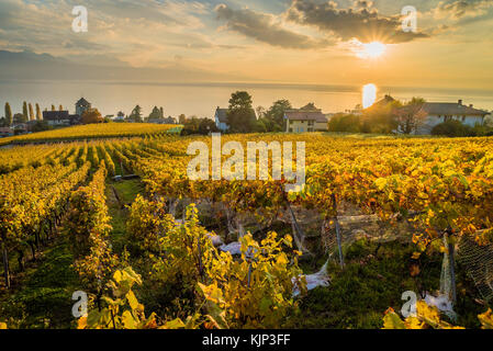 Tramonto sul lago di ginevra e sui vigneti di Lutry, vicino a Losanna, con colori gialli autunnali Foto Stock