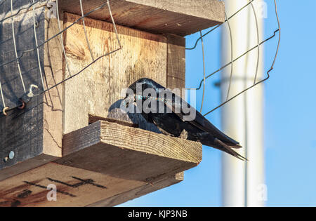 Un maschio adulto Wester viola martin sorge su un cedro nest-box in un'isola di Vancouver marina con una libellula nel suo becco (barca a vela il montante in background). Foto Stock