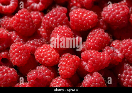 Freschi e deliziosi dolci e lamponi Rosso come sfondo di cibo. cibo sano nutrizione organica. Rubus idaeus - antiossidante naturale e vitamina frutta agr Foto Stock