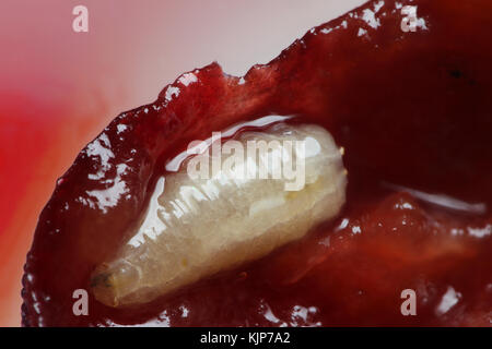 La larva del ciliegio europeo mosca della frutta scala macro all'interno di ciliegia. La foto è stata scattata dal metodo di impilamento Foto Stock