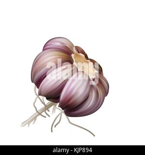 Testa di aglio condimento per piatti piccanti e salse. l'aglio sul bianco. Illustrazione Vettoriale