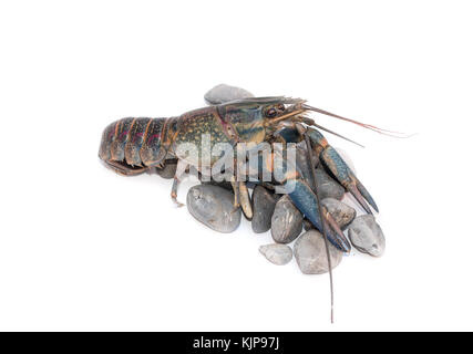 Australian gambero blu cherax quadricarinatus,cherax uadricarinatus camminare sulle rocce nere , su uno sfondo bianco isolato Foto Stock