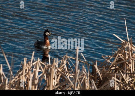 Red-Necked Crebe pesca in Rietzer vedere (Lago Rietz), una riserva naturale vicino alla città di Brandeburgo nella Germania nord-orientale Foto Stock