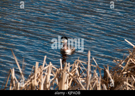 Red-Necked Crebe pesca in Rietzer vedere (Lago Rietz), una riserva naturale vicino alla città di Brandeburgo nella Germania nord-orientale Foto Stock