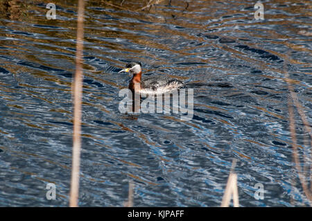 Red-Necked Crebe pesca in Rietzer vedere (Lago Rietz), una riserva naturale vicino alla città di Brandeburgo nella Germania nord-orientale Foto Stock