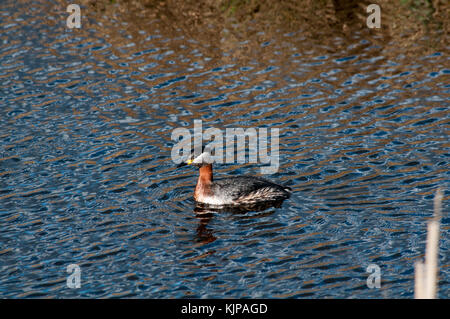 Red-Necked Crebe pesca in Rietzer vedere (Lago Rietz), una riserva naturale vicino alla città di Brandeburgo nella Germania nord-orientale Foto Stock