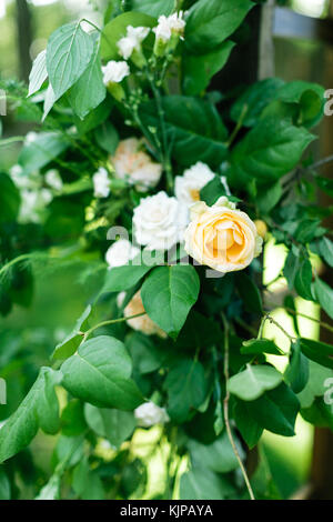 La natura, la molla, flora concetto. fiori delicati, piccole gemme di rose in diversi colori cremosi uno giallo e Snowy White un altro, essi si nasconde nelle verdure Foto Stock