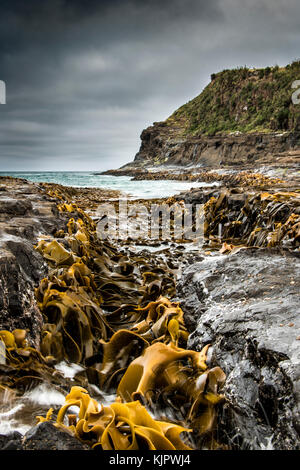 Kelp impennata nel rigonfiamento a curio bay in un giorno di tempesta. Foto Stock