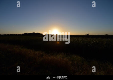 WESTIN, FL - DICEMBRE 21: Natale nelle everglades. Tour in idroscivolante nel Parco Nazionale delle Everglades alla ricerca degli alligatori della Florida al Sawgrass Recreation Park il 21 dicembre 2016 a Weston, Florida. Persone: Alligatori della Florida Foto Stock