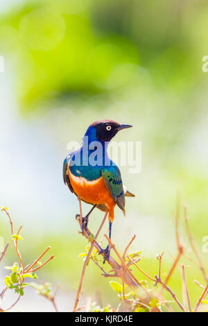 Superbo colorati starling bird in Tanzania africa Foto Stock