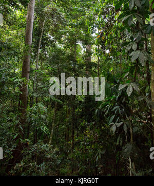 Una lussureggiante foresta pluviale tropicale nel bacino Maliau, Sabah Malaysian Borneo Foto Stock