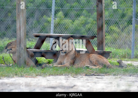 Loxahatchee, fl - 17 agosto: Lion a Lion Country Safari su agosto 17, 2015 a loxahatchee, Florida. persone: Lion Foto Stock