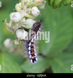 Marrone-tail moth caterpillar, (euproctis chrysorrhoea), il rovo, isole Scilly, Inghilterra, Regno Unito. Foto Stock