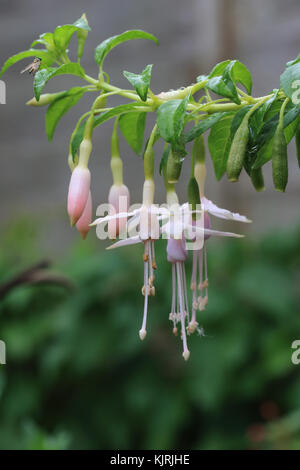 Un mazzetto di appendere rosa fucsia fiori. Foto Stock
