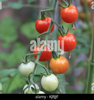 La maturazione pomodori ciliegia sulla vite. Foto Stock