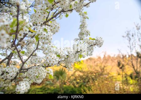 I rami di un albero di fiore. Ciliegio in fiori bianchi Foto Stock