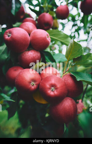 Mele rosse mature in un frutteto pronto per il raccolto. Foto Stock