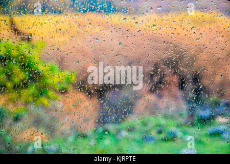 Gocce di pioggia su una finestra. Foresta di sfocatura dello sfondo. Foto Stock