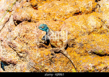 Southern Rock agama lizard, o agama atra, con il suo blu metallizzato colered testa su un colorato giallo rock a blyde canyon lungo la panorama route Foto Stock