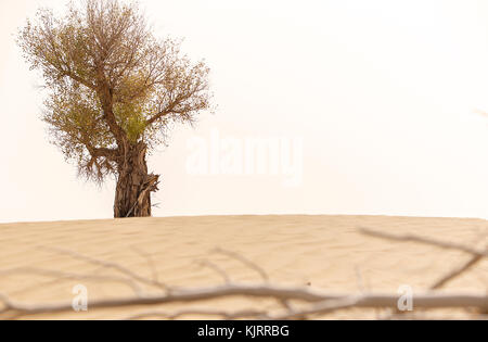 Hotan deserto vii, Cina Foto Stock