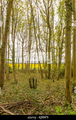 Un campo di semi di colza e di alberi Foto Stock