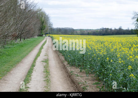 Agriturismo via in esecuzione passato un campo di rapesead giallo Foto Stock