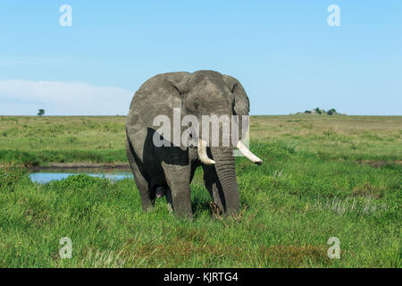 Un maschio di elefante africano tusker Foto Stock