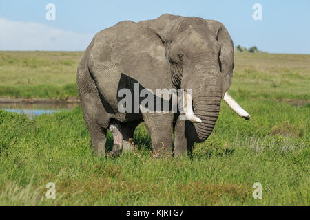 Un maschio di elefante africano tusker Foto Stock