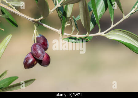 Olive Branch con olive, Creta, Grecia. Foto Stock