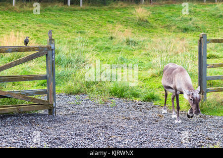 Viaggio in Islanda - renna esce dal Corral e uccelli stellati su recinzione nel parco pubblico della famiglia nella valle di laugardalur della città di Reykjavik in Sept Foto Stock