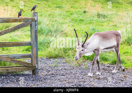 Viaggio in Islanda - renne in corral e comune starling sulla recinzione in famiglia pubblico Parco Laugardalur nella valle della città di Reykjavik in settembre Foto Stock