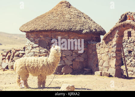 Alpaca peruviana nelle Ande Foto Stock