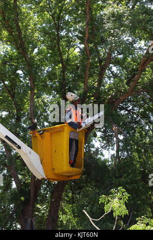 Johannesburg, Sud Africa - non identificato i rivestimenti del lavoratore di alberi utilizzando una sega elettrica da una piattaforma aerea in formato verticale Foto Stock