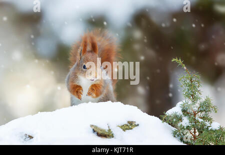 Scoiattolo rosso nella caduta di neve Foto Stock