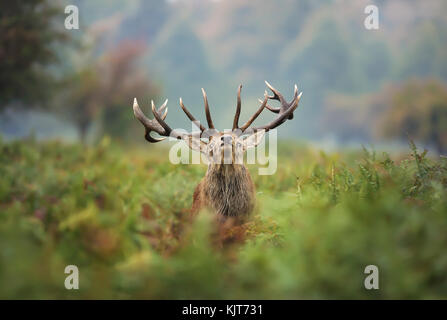 Red Deer stag durante la routine Foto Stock