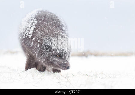 Blue morph Arctic Fox in piedi la caduta di neve' inverno in Islanda. Foto Stock