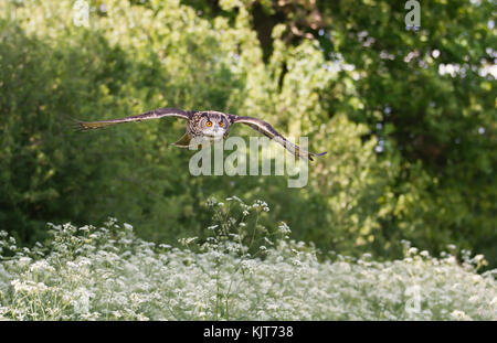 Aquila-gufo eurasiatico che sorvola un campo di fiori bianchi in estate nella campagna inglese Foto Stock