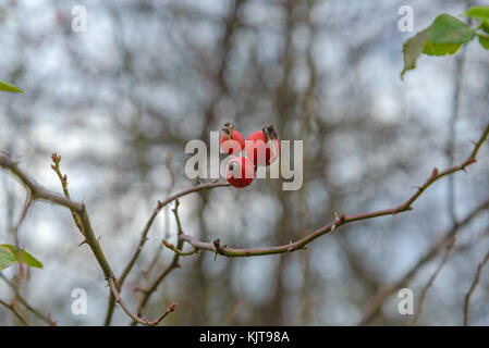 Bacche fianchi sono fotografati in primo piano Foto Stock