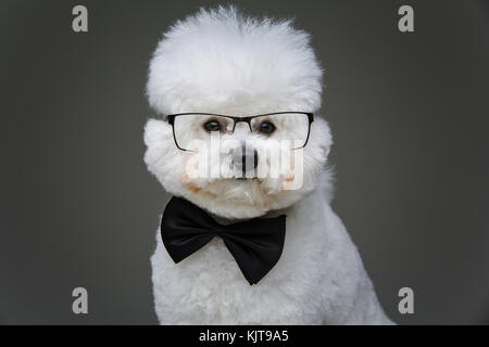 Bella bichon frisee cane in papillon e bicchieri Foto Stock