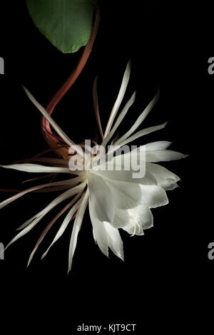 Studio fotografico di una notte blooming cereus fiore usando luce tecnica di pittura. Foto Stock