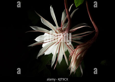 Studio fotografico di una notte blooming cereus fiore usando luce tecnica di pittura. Foto Stock