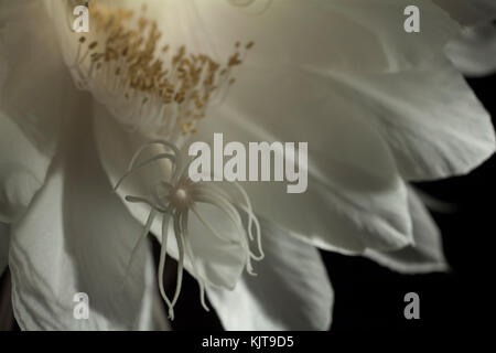 Studio fotografico di una notte blooming cereus fiore usando luce tecnica di pittura. Foto Stock